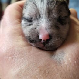 Pomeranian Puppies from Paradise Point Pomeranians