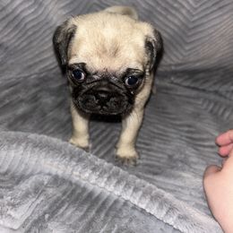 Pug Puppies from Rory’s Curly Tails