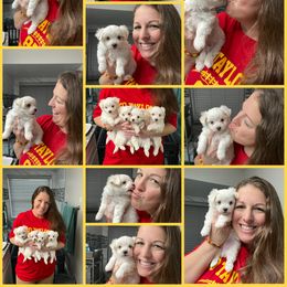 Maltese Puppies from Meyer Maltese Puppies - Deltona, FL