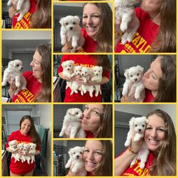 Maltese Puppies from Meyer Maltese Puppies - Deltona, FL