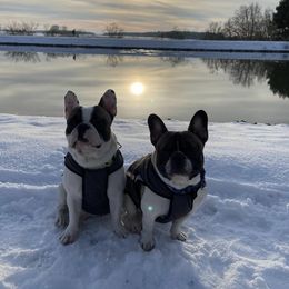 French Bulldog All Grown Up from Sweetheart French Bulldogs