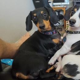 Missy - Dachshund