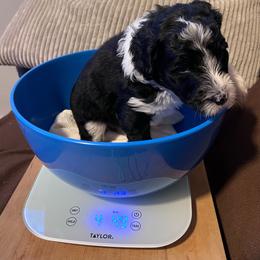 Junco, gray - Black and white male Aussiedoodle puppy in Grand Haven, Michigan from Happy Hippy Doodles