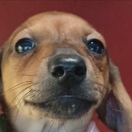John-Green - Red male Dachshund puppy in Frankfort, Kentucky from Gigi's Dachshunds