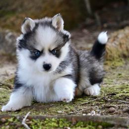 Cutie Pie - Black and white female Pomsky puppy in Denham Springs, Louisiana from Bayouland Pomskies