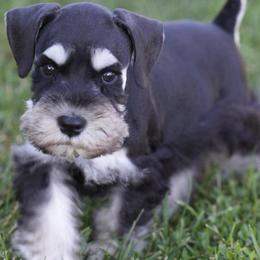 Kolby - Black and silver male Miniature Schnauzer puppy in Snowflake / Phoenix, Arizona from Snowflake Schnauzers