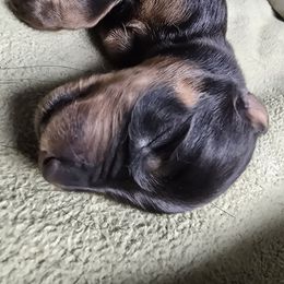 Lilac - Black and mahogany Rottweiler puppy in Tangent, Oregon from Raya's Royals