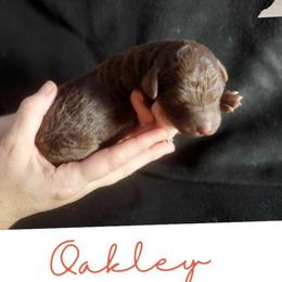 Oakley - Chocolate male Labradoodle puppy in Siloam Springs, Arkansas from Siloam Doodles