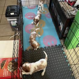 Cavalier King Charles Spaniel Puppies from Karen's Cavalier King Charles Spaniels