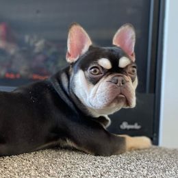 Munchy - French Bulldog
