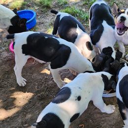 Rat Terrier Puppies from KIMBERLEE NILES