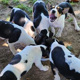 Rat Terrier Puppies from KIMBERLEE NILES