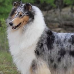 Collies from Maverick Collies