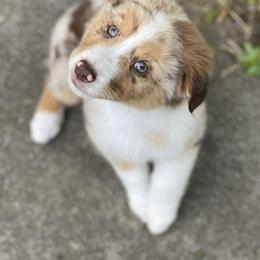 Australian Shepherd Puppies from Echolight Australian Shepherds
