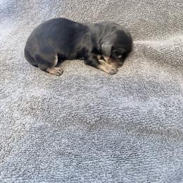 Honey - Black and cream female Dachshund puppy in Fort Worth, Texas from The Holloway Dachshunds