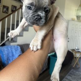 French Bulldog Puppies from Wrinklez N Pawz Frenchies
