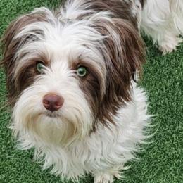Bree - Yorkshire Terrier