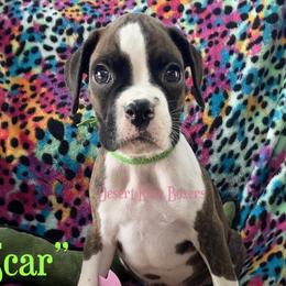 Scar - Boxer puppy in Tucson, Arizona from Desert Rose Boxers