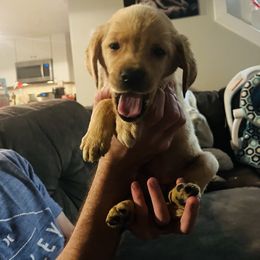 Labrador Retriever and Pembroke Welsh Corgi Puppies from Burress Family Farm and Kennels