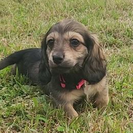 Dachshund Puppies from Buckwild Doxies