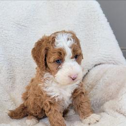 Crystal - Red female Bernedoodle puppy in East Earl, Pennsylvania from Mountainside Puppies
