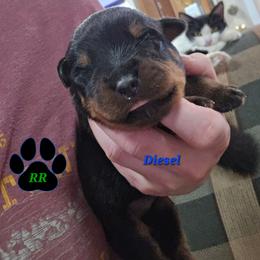 Diesel - Black and mahogany male Rottweiler puppy in Tangent, Oregon from Raya's Royals