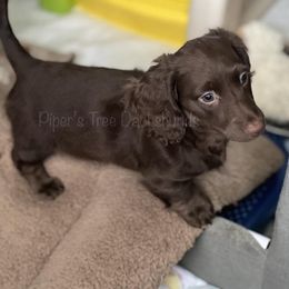 Dachshund Puppies from Piper’s Tree Dachshunds