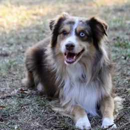 Rooster - Miniature Australian Shepherd