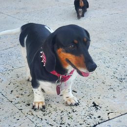 Stella - Dachshund
