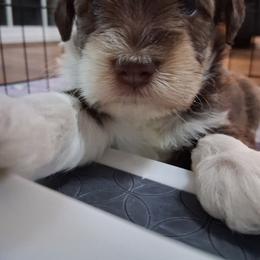 Brady - Parti male Miniature Schnauzer puppy in Clemmons, North Carolina from Schnauzer Snobs