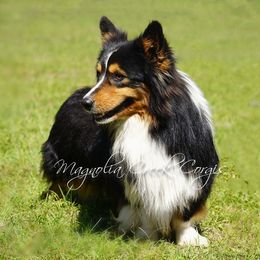 Rooster - Pembroke Welsh Corgi