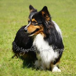 Rooster - Pembroke Welsh Corgi
