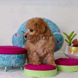 Poodle Puppies from Teacup & Toy Poodles