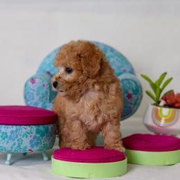 Poodle Puppies from Teacup & Toy Poodles