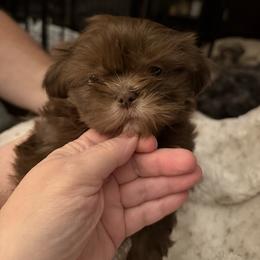 Sassy - Liver female Shih Tzu puppy in Statesville, North Carolina from Grimmly Blue’s Shih Tzus