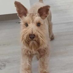 Rusti - Miniature Schnauzer