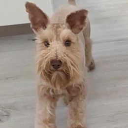 Rusti - Miniature Schnauzer