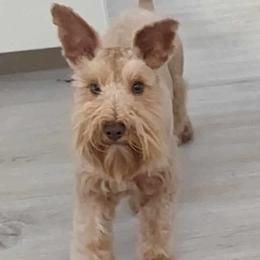 Rusti - Miniature Schnauzer