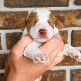 Peach - Parti female Goldendoodle puppy in Macclenny, Florida from Baker County Goldendoodles