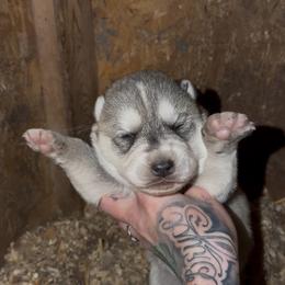 Boy 1 - Gray and white male Siberian Husky puppy in Iron River, Wisconsin from Wiemeri Siberians