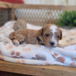 F1B Meet Prescott :) - Blenheim male Cavapoo puppy in Centerville, Iowa from Barnyard Dachshunds, Dals & Doodles