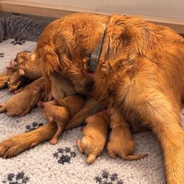 Dolly - Light golden female Golden Retriever puppy in Wiley Ford, West Virginia from Shady Hill Acres Golden Retrievers