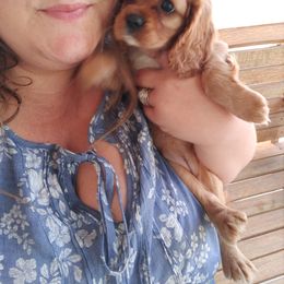 Cavalier King Charles Spaniel Puppies from Grace Cavalier Kingdom