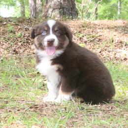 Rhea - Red tri-color female Australian Shepherd puppy in Macon, Georgia from Shaina’s Shepherds