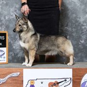Silvy - Swedish Vallhund