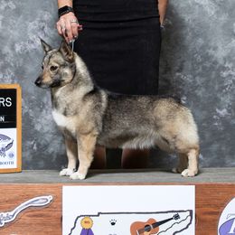 Silvy - Swedish Vallhund