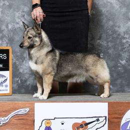 Silvy - Swedish Vallhund