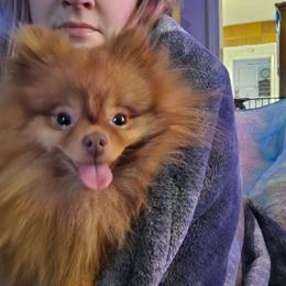 Ozzy - Chocolate sable male Pomeranian puppy in Indianola, Iowa from Argetsinger Poms