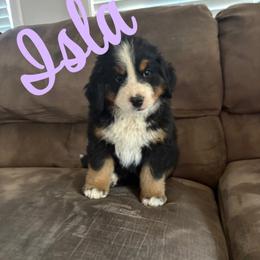 Bernese Mountain Dog Puppies from Hidden Valley Berners