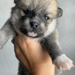 Pomeranians and Pomskies from SelfiePoms